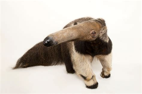 Giant anteater, facts and photos