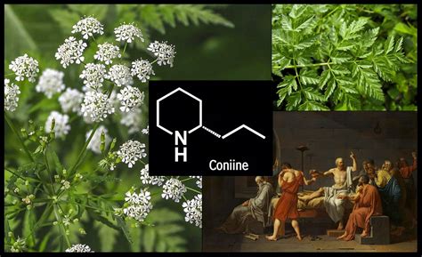 Plants Are Chemists: 2018