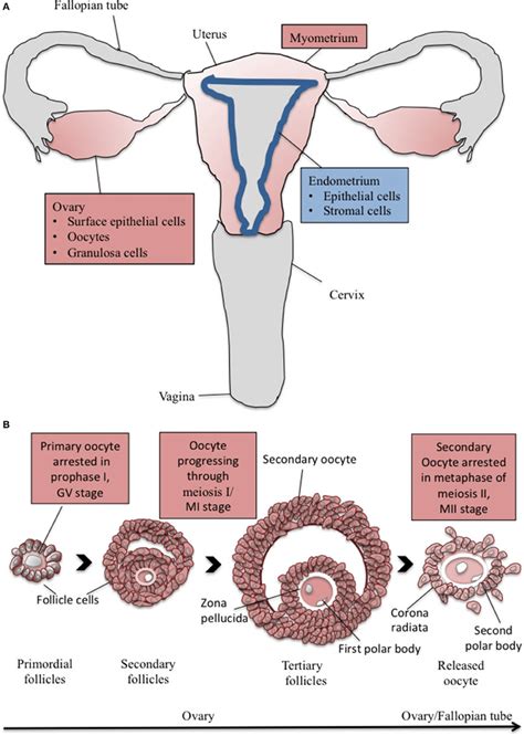 Female Reproductive Anatomy