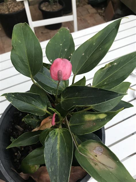 [Sydney, Australia] What is this Plant? : r/whatsthisplant