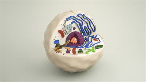 Animal Cell 3D Model medical | CGTrader