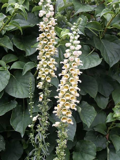 Foxglove: varieties and growing tips - TMH Garden