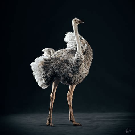 Somali Ostrich (female) - ZBrushCentral