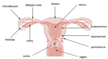 Fallopian Tube Diagram Egg