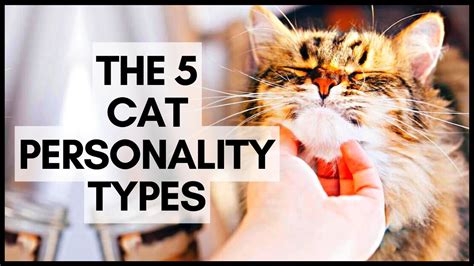 The 5 Cat Personality Types - YouTube