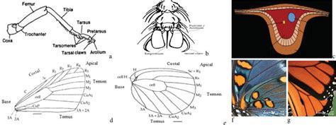 Lepidoptera Anatomy