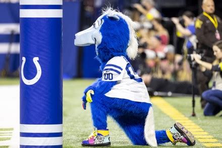 Indianapolis Colts Mascot Blue During Nfl Editorial Stock Photo - Stock ...