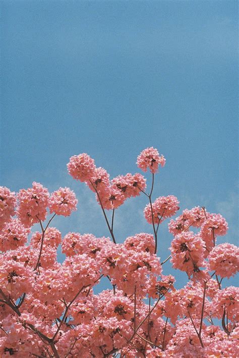 Download Pretty Pink Flowers Aesthetic Wallpaper | Wallpapers.com