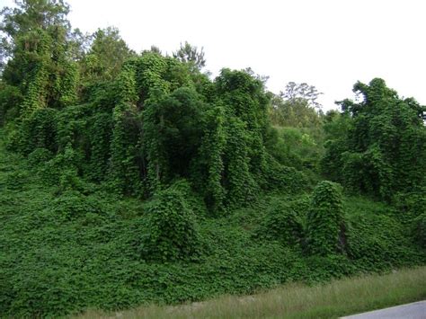 A Kudzu-less South? Never. Sweet Home Alabama, Sweet Sweet, Southern ...