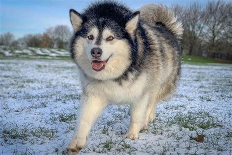 Alaskan Malamute Colors • helloBARK!