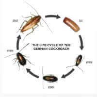 Roach Life Cycle