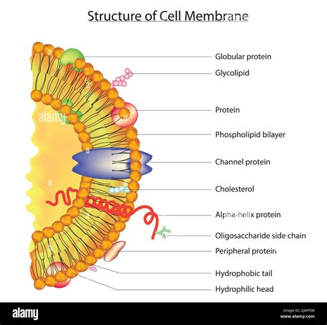 Cell Membrane Structure And Function Animation