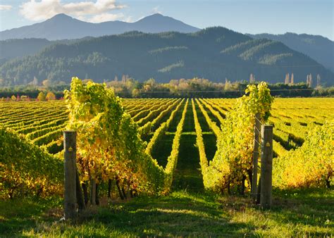 Your 2024 guide To Marlborough wine region | Winetourism.com