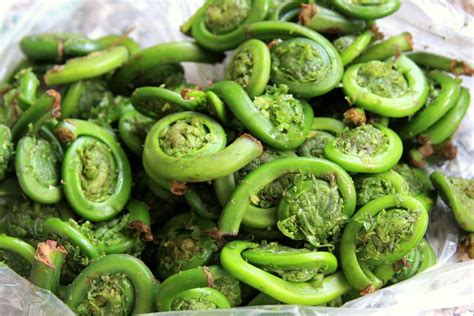 Fiddleheads: Foraging, Recipes, and Fern Folklore | The Old Farmer's ...