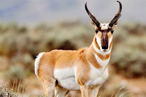 Pronghorn Facts, Habitat, Diet, Life Cycle, Baby, Pictures