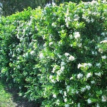 Murraya paniculata - Orange Jasmine | White House Nursery