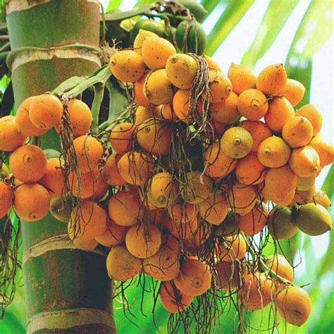 Buy Areca Palm - 0.5 kg Seeds online from Nurserylive at lowest price.