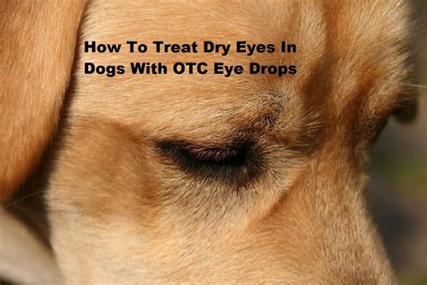 Over The Counter Remedy for Crusty or Draining Eyes in Dogs | HubPages