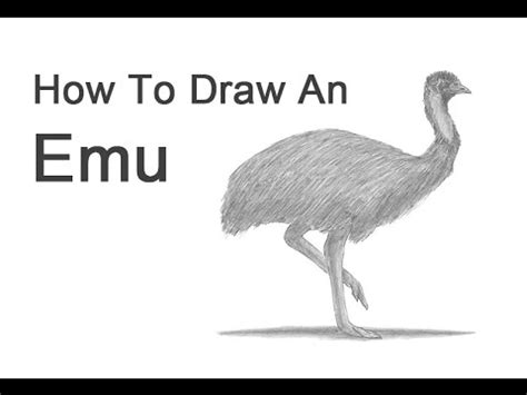 How to Draw an Emu - YouTube