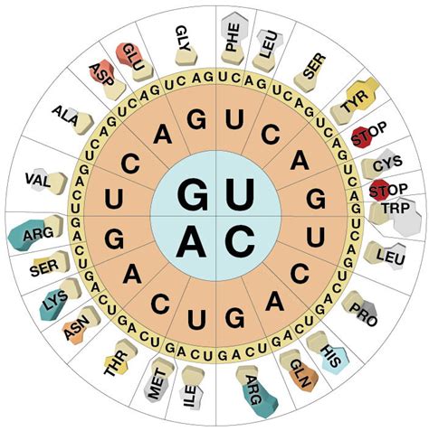 How do Cells Read Genes?