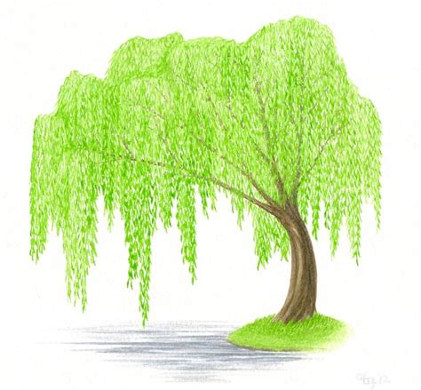 Weeping Willow Drawing at GetDrawings | Free download