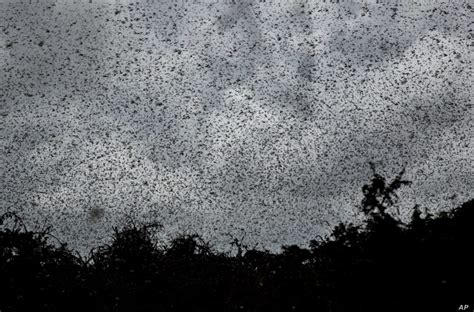 New swarm of locusts invade Uganda, spread to three districts