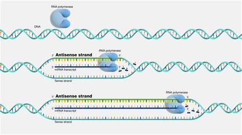 Template Strand Of Dna Non Template Strand