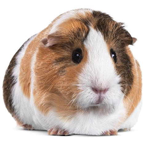 Guinea Pigs for Sale: Buy Live Guinea Pigs for Sale | Petco