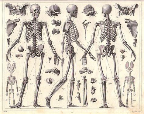 full body skeleton | human anatomy skeleton in india | Page 2