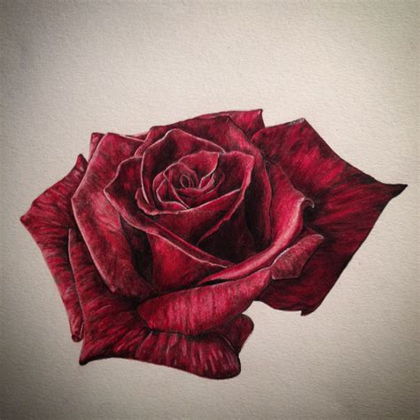 Realistic Rose Drawing in Coloured Pencil