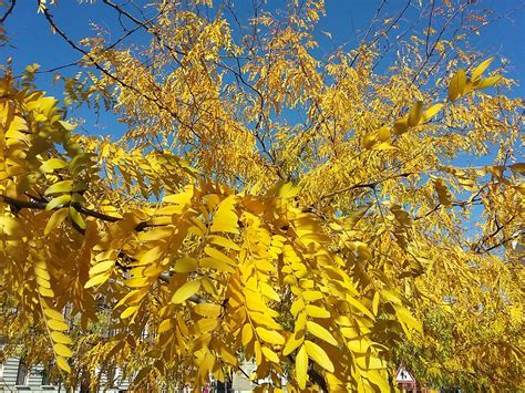 Gleditsia triacanthos - Honey Locust - Jurassicplants Nurseries