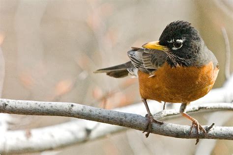 'State Bird of Michigan' - PentaxForums.com