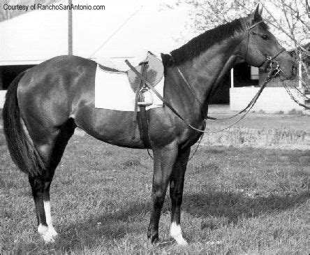 Ready to race. Northern Dancer looking to enhance his increasingly ...