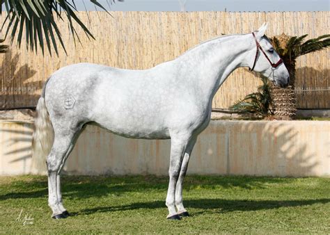 ปักพินในบอร์ด Spanish & Iberian Horse Breeds