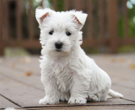 We've been raising Westies at The West Acres on our ranch in the heart ...