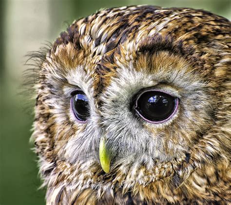 Tawny Sk'eyes | Owl photography, Pretty birds, Owl