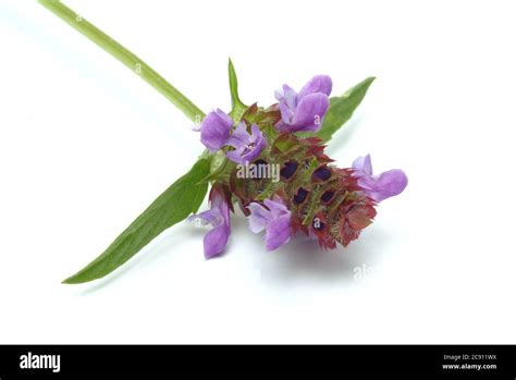 Small Braunelle even Brunelle, Prunella vulgaris. Medicinal plant: its ...