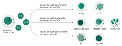 Interleukin-2 (IL-2): Why Does This Cytokine Have Immunostimulatory and ...