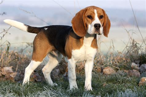 Beagle Facts: 10 Things You Didn't Know About This Expert Hunter