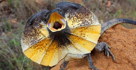 Lizard lifestyle has no impact on their biting force | Natural History ...