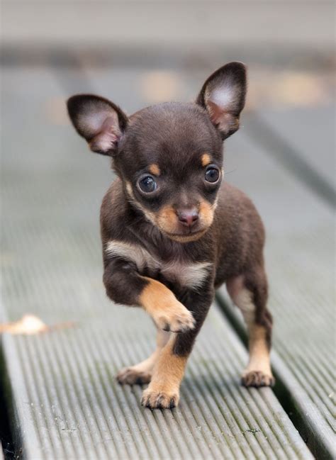 Teacup Chihuahua - Is This Tiny Pup The Right Choice For Your Family?