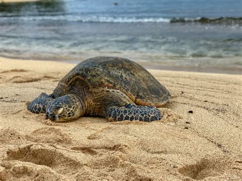 Trump Administration Sued for Failing to Protect Green Sea Turtle ...