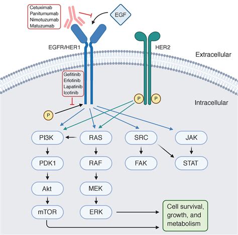 Egfr Lung Cancer