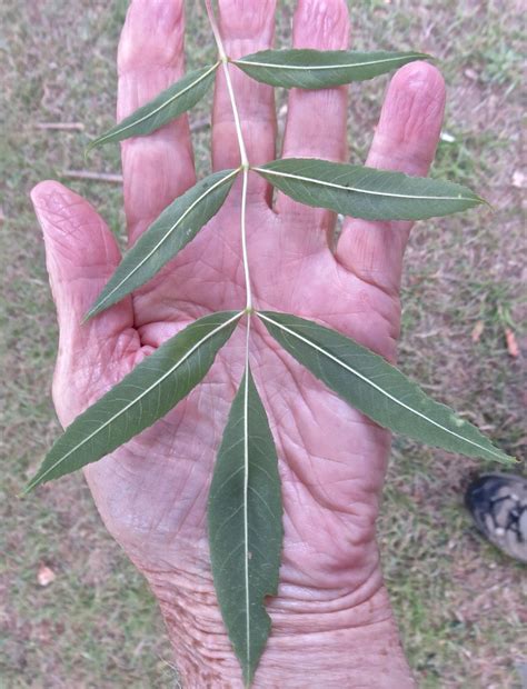 Leaf Pinnate - Tree Guide UK - Tree ID by pinnate leaf