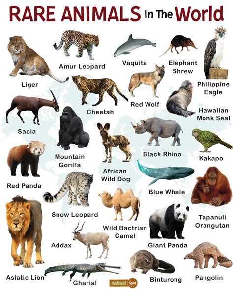 Top 193 + Rare animal species - Inoticia.net