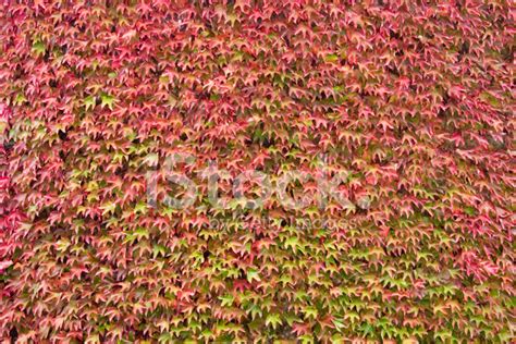 Virginia Creeper Wall Stock Photo | Royalty-Free | FreeImages