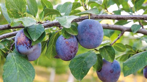 5 fabulous fruit trees to plant in your garden | Gardeningetc