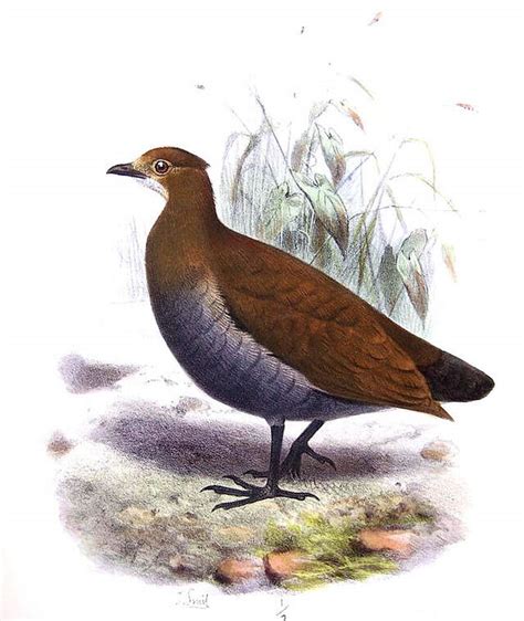 Philippine Megapode - Megapodius cumingii - josm83138