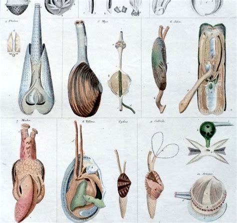 C. 1843 BIVALVE MOLLUSK ANATOMY Print Original Antique Print - Etsy