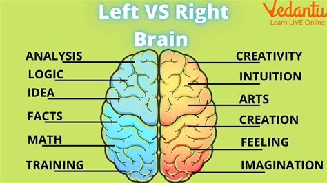 Know About The Right-Brained People and Their Characteristics.